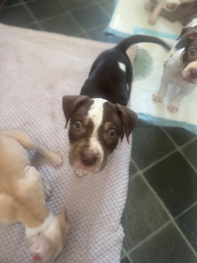 Beautiful American bulldogs 