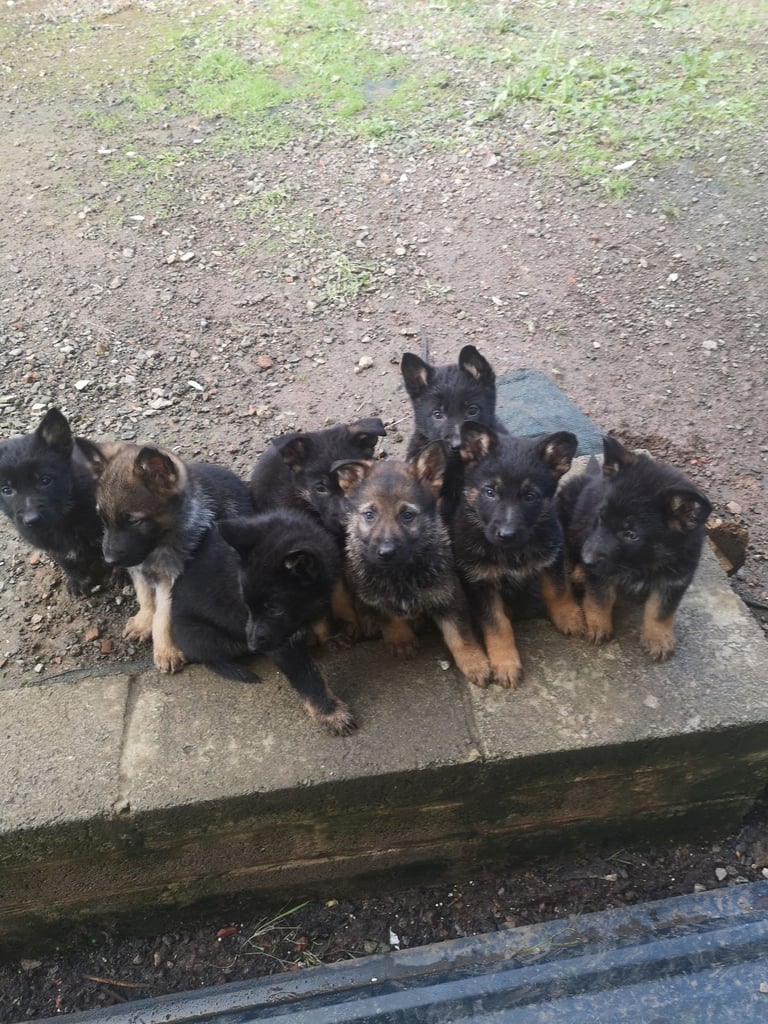 image for German shepherd
