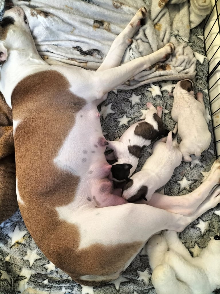 Cute litter of puppys 