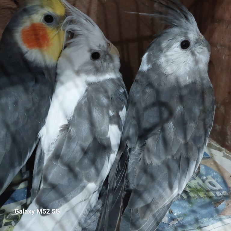 Gorgeous baby budgies and cockatiels 
