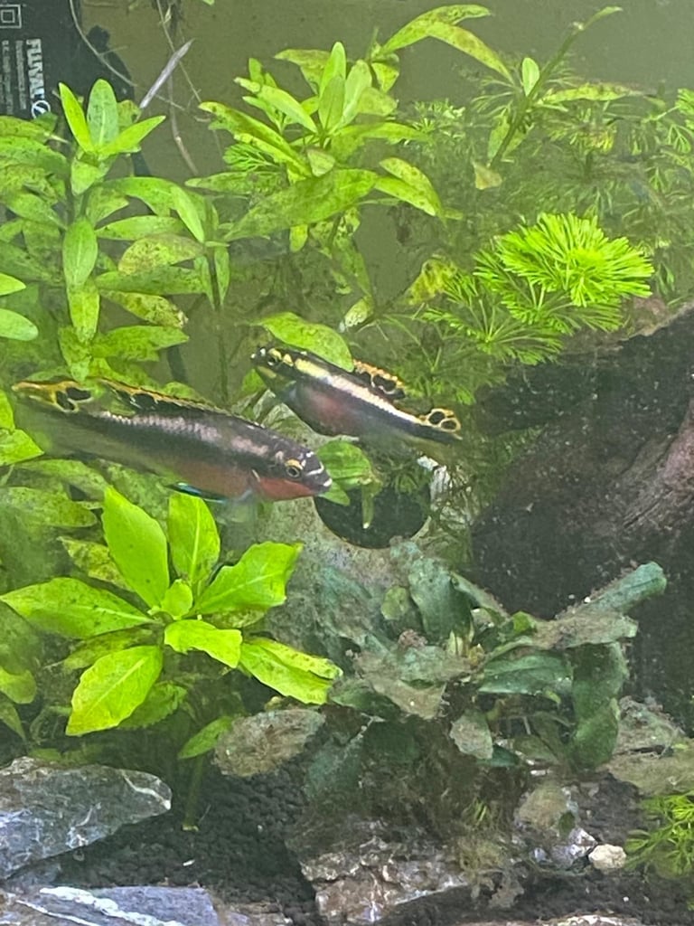 Kribensis - Breeding pair - Live fish - Cichlids