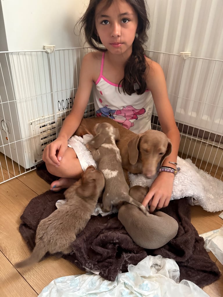 1 long hair miniature dachshund girl left
