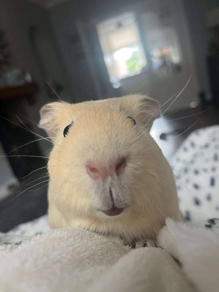 2 male guinea pigs. 