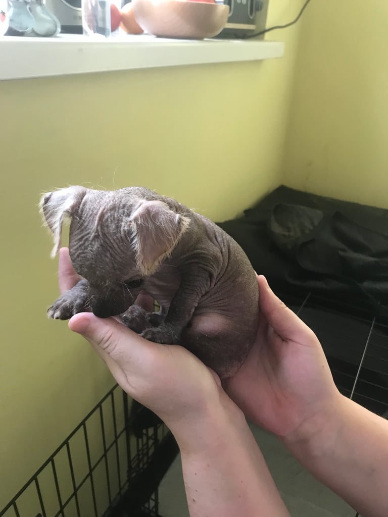 Rare Chi Chi Puppies