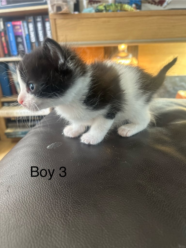 Kittens for Sale Fife (ready to leave Saturday)