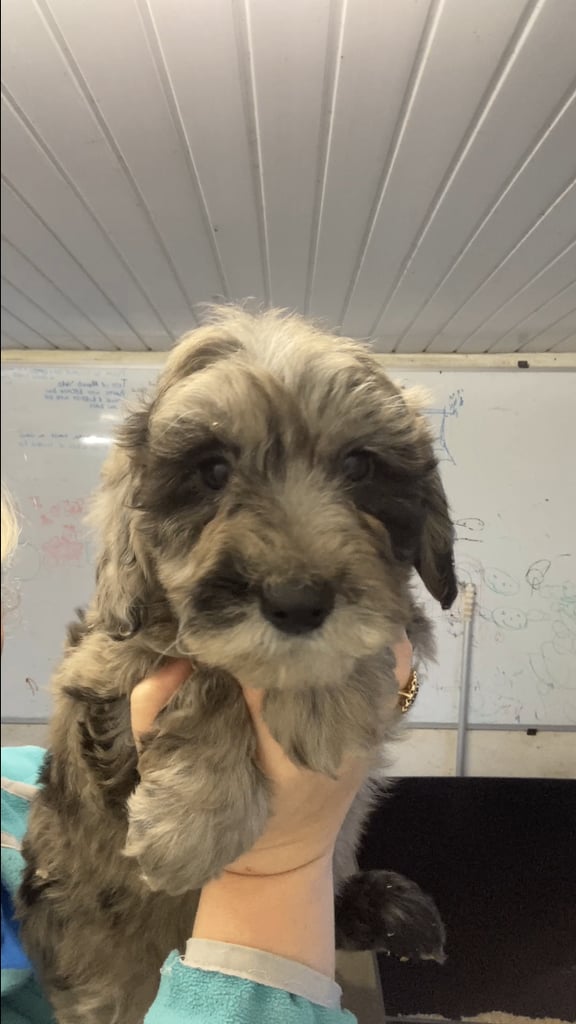 Bearded Collie Cross Miniature Poodle Puppies