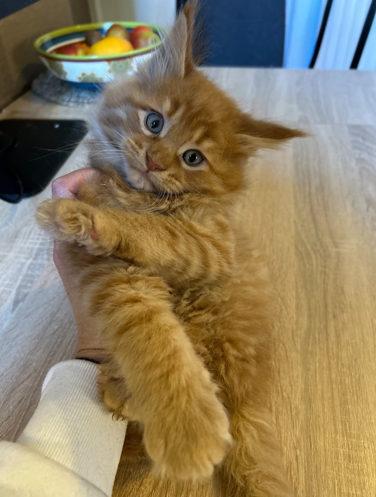 XL Main Coon Kittens ready soon for sale 