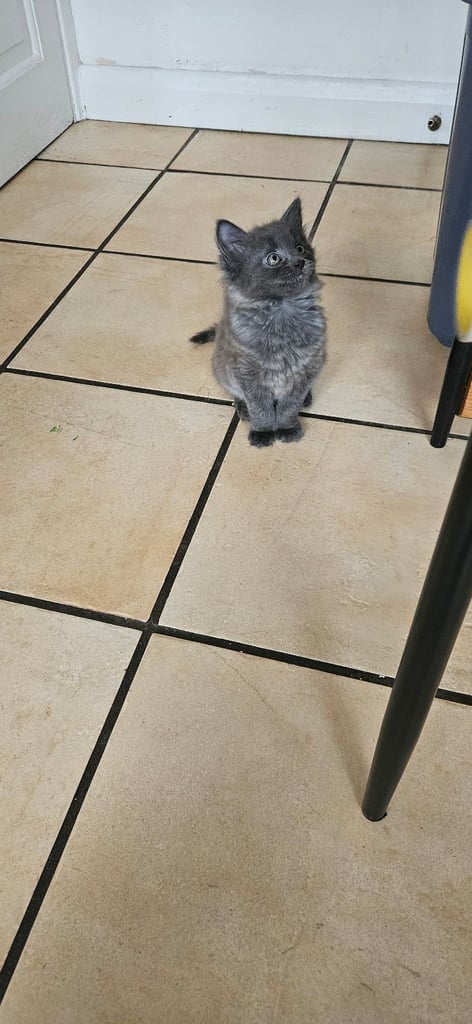 Grey and black kittens for sale