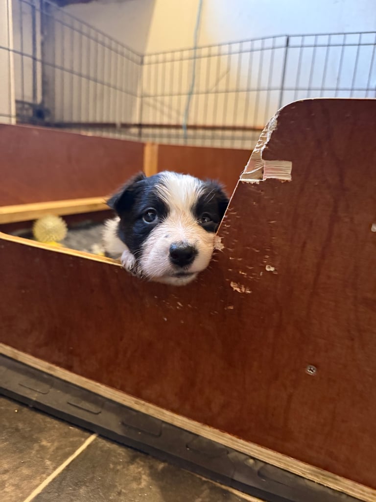 Collie puppies 
