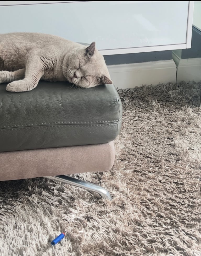 Male Grey British Shorthair for Sale