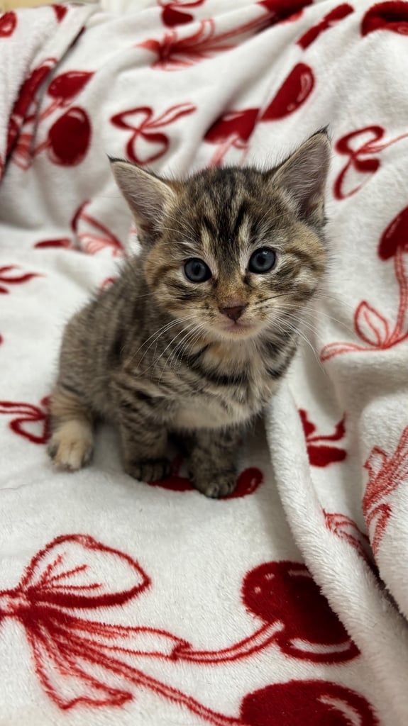 Parent Cat and Kittens for sale