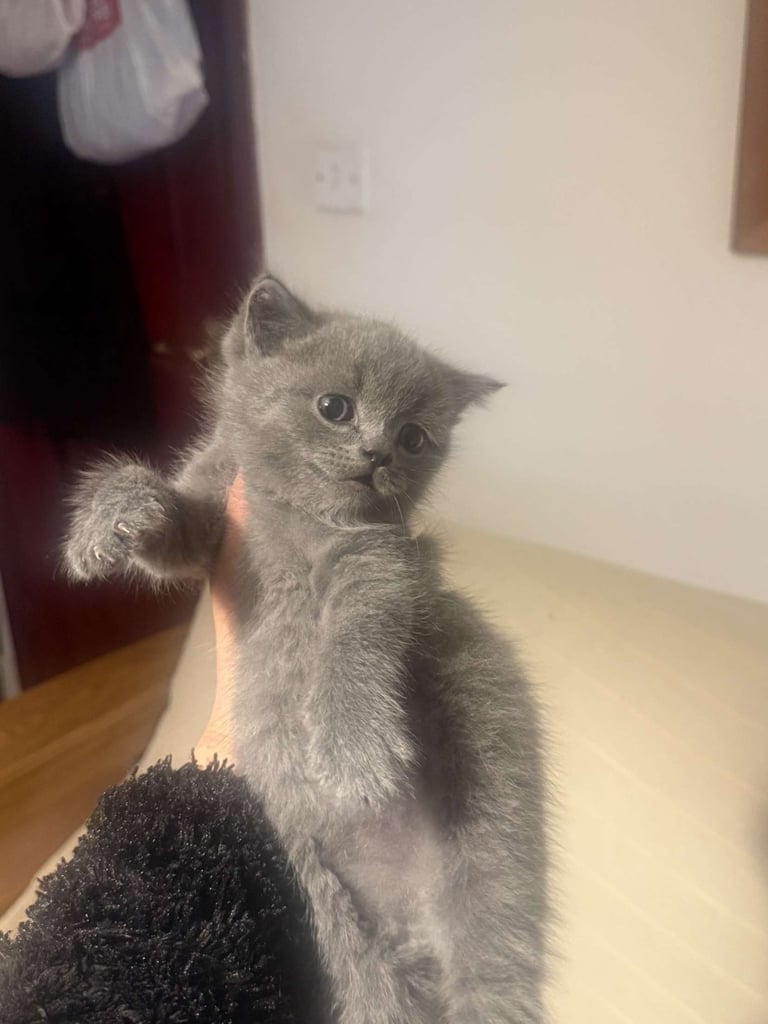 RARE COLOURPOINT BRITISH SHORT HAIR KITTENS FOR SALE