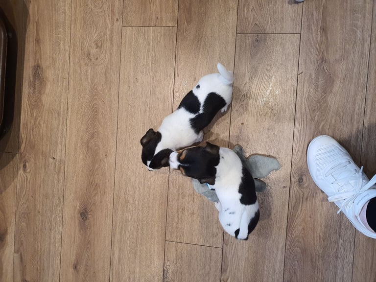 Jack Russell Puppies 