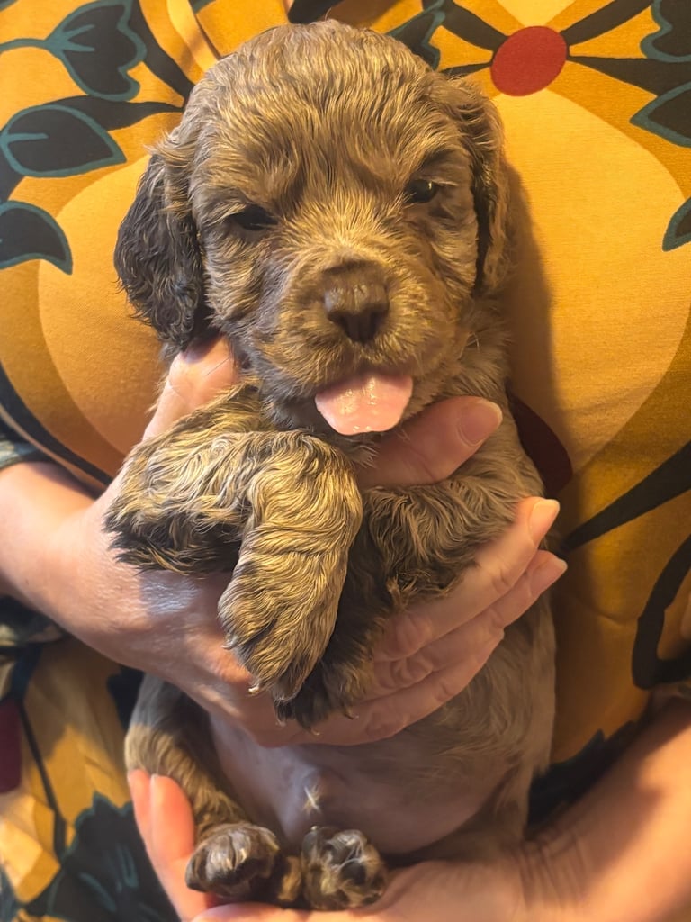 Cocker spaniel pups 