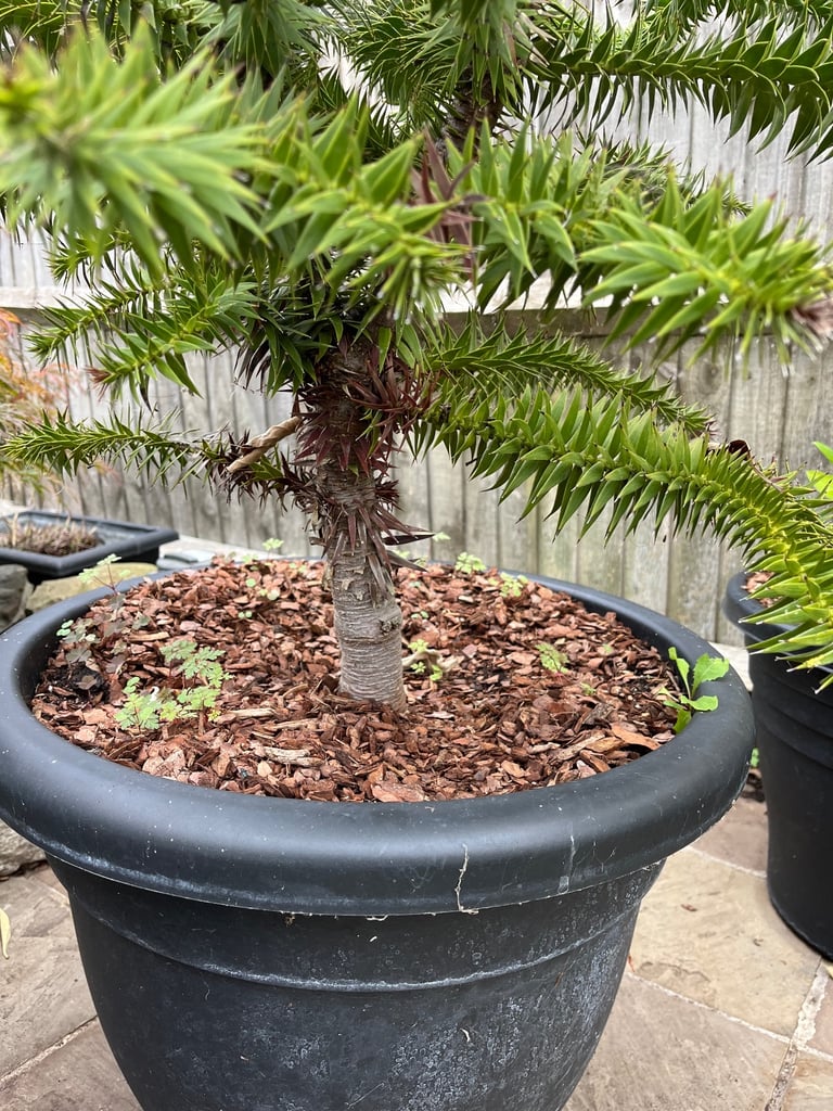 Monkey puzzle tree