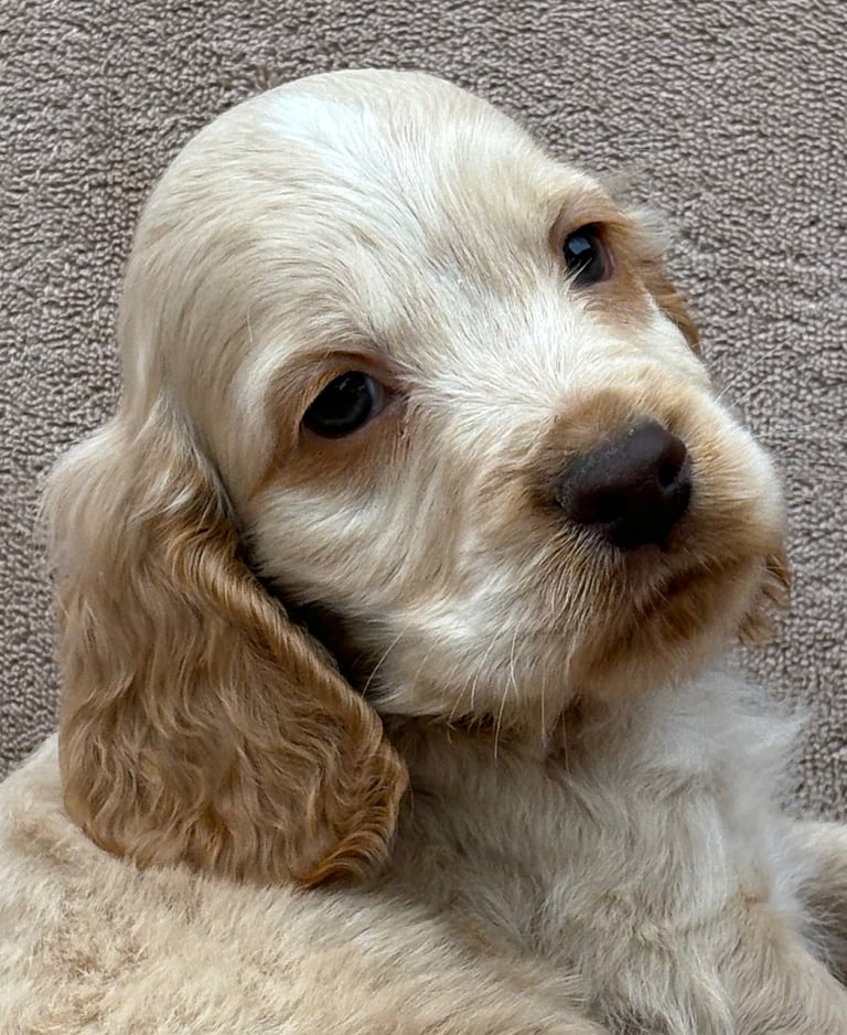 Show cocker spaniels