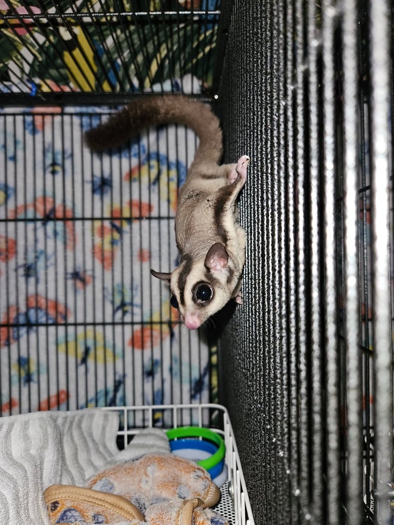 Sugar gliders