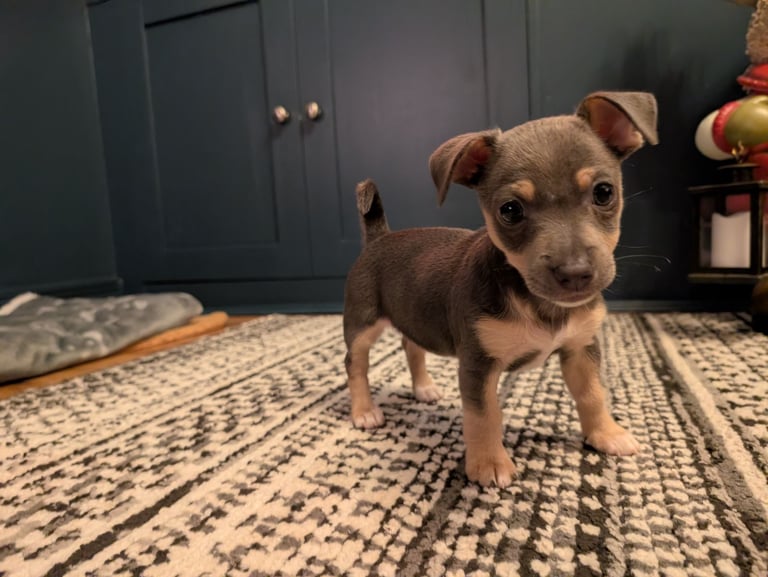 Miniature Blue and Tan Jack Russell 