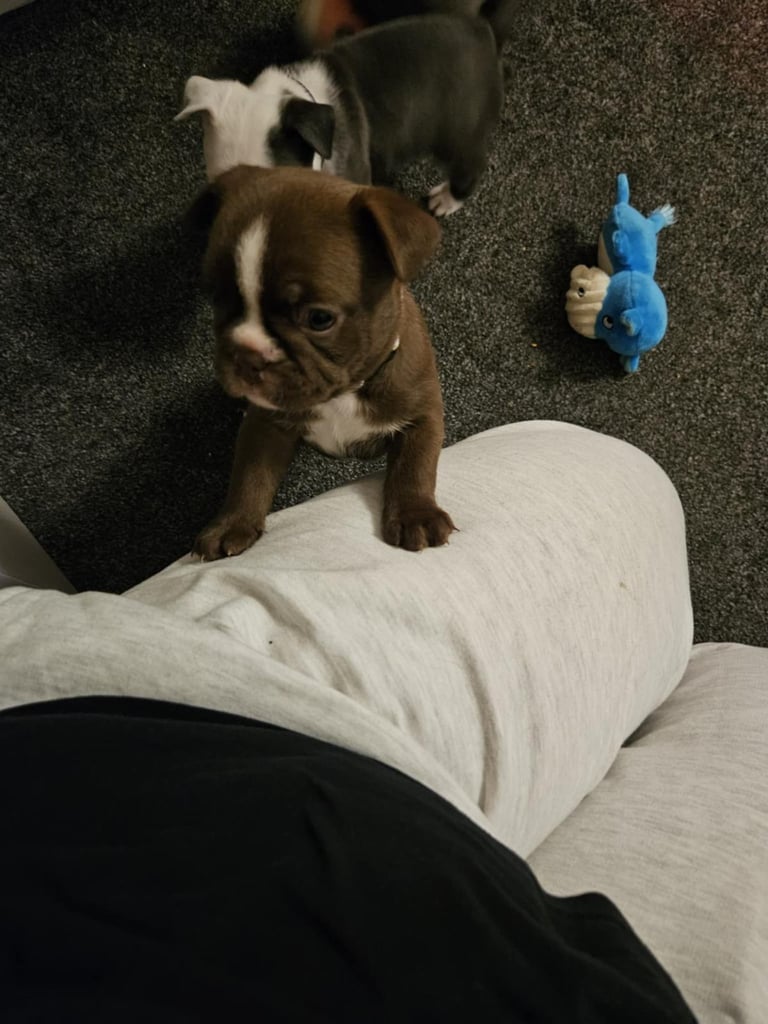 Frenchton pups