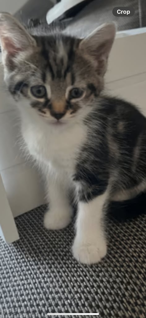 8 week old male kitten