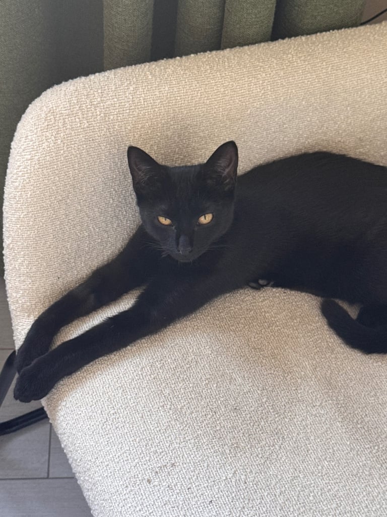 Super friendly 6 month old kitten