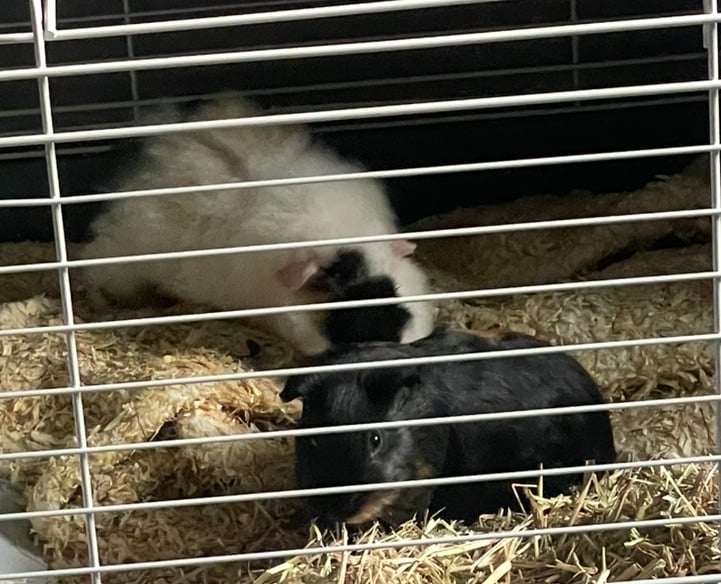 2 male guinea pigs 