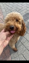 F1b Cockerpoo and poodle females rehoming 