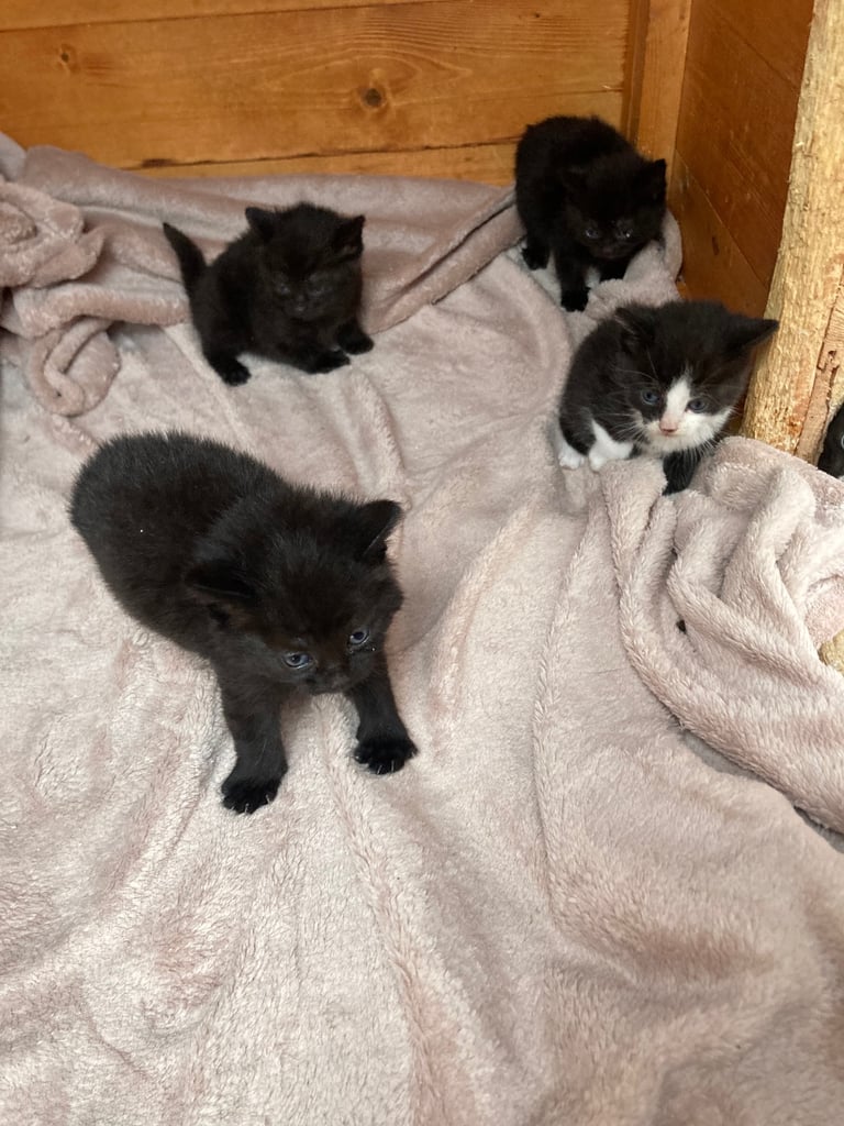Kittens for sale 