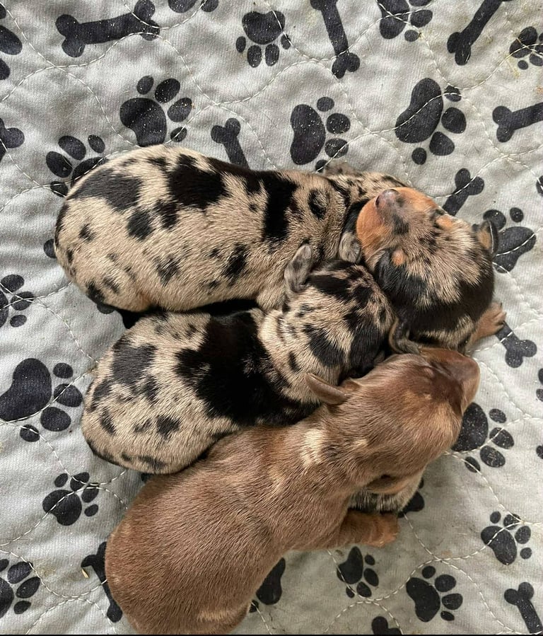 Beautiful Miniature Dachshunds 