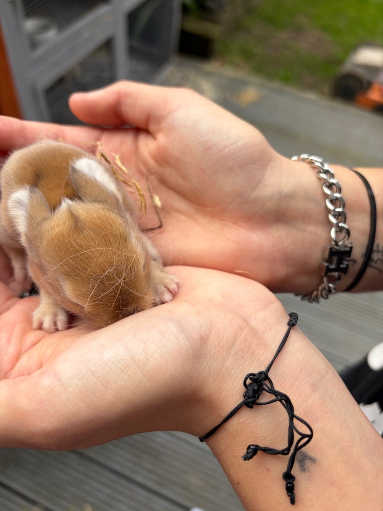 Baby bunnies for sale 