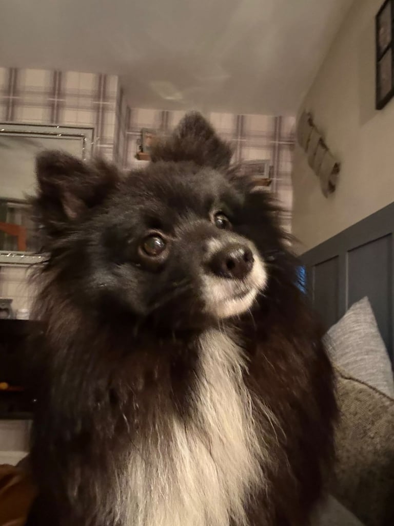 1 year old pomeranian boy