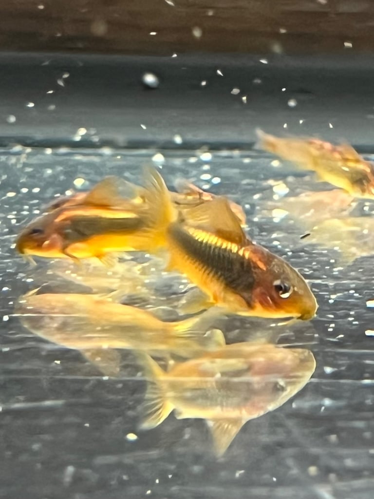 Bronze Corydoras (£1 FLASH SALE), Gold Laser Corydoras, Red Cherry Shrimp available - Tropical Fish