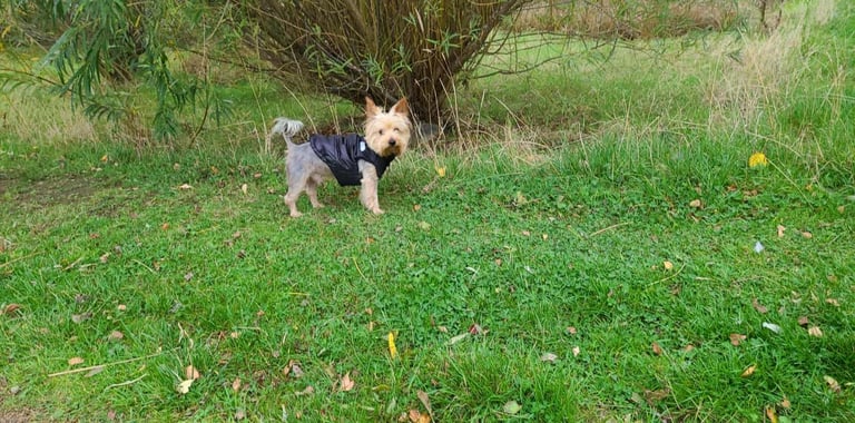 Puppy Yorker Terrier