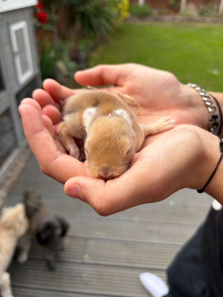 Baby bunnies for sale 