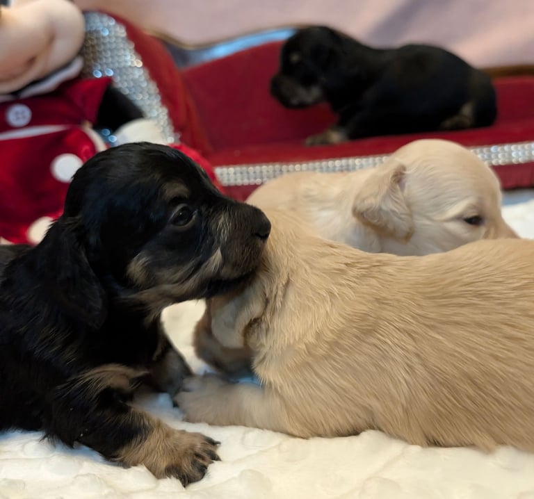  Hi, I’m a long-haired Mini pup! 💕 Rare creams & black & tans — will you be my new mummy or daddy?