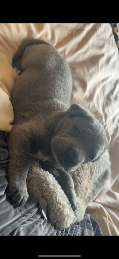 1 cane corso pup left