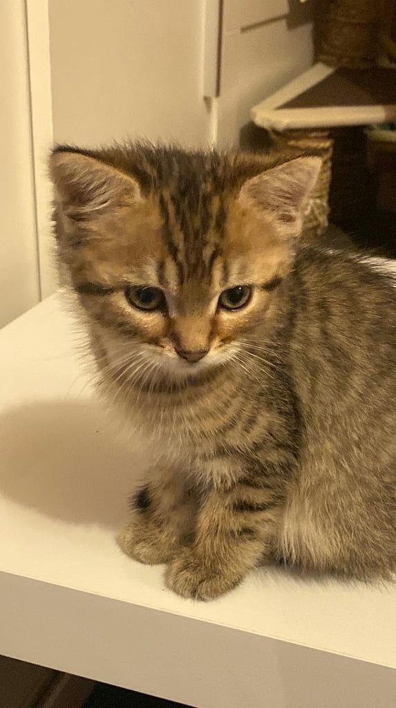 Beautiful kitten for sale 