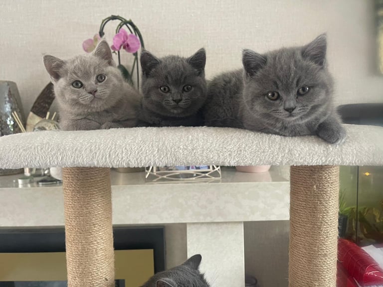 image for British shorthair kittens 