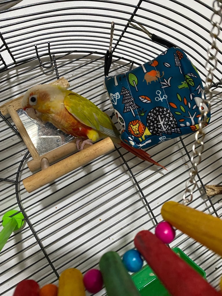 Conure large cage all accessories and toys