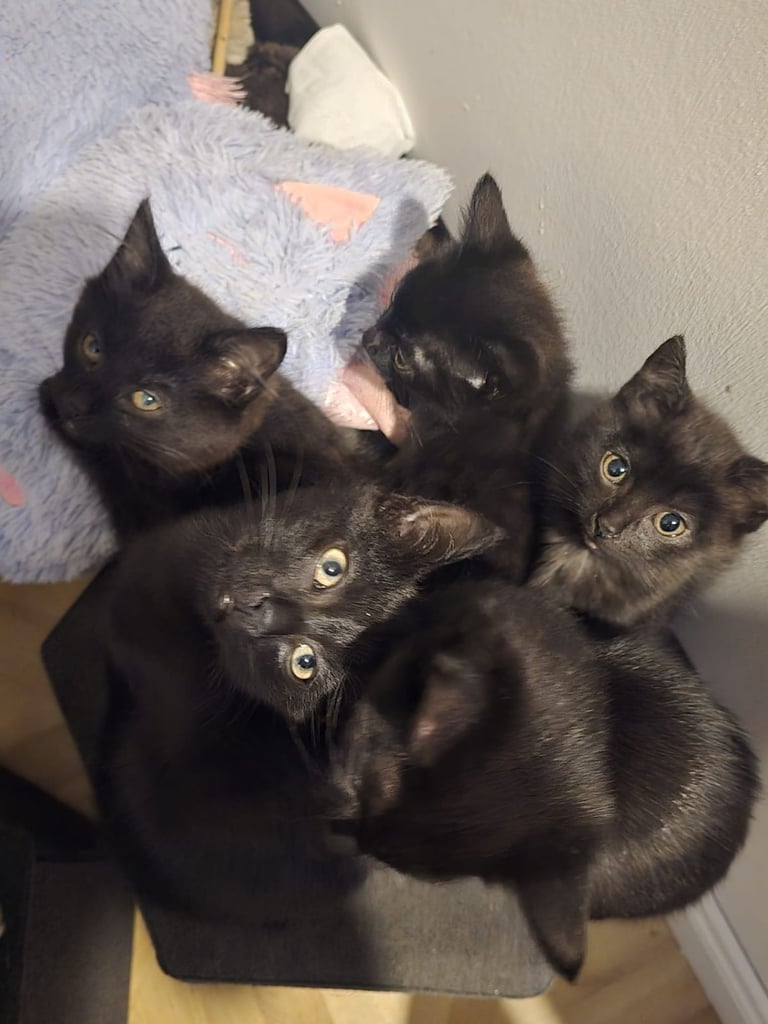 Adorable black kittens for sale