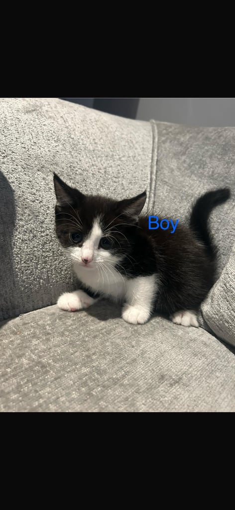 4 beautiful kittens looking for a new home 