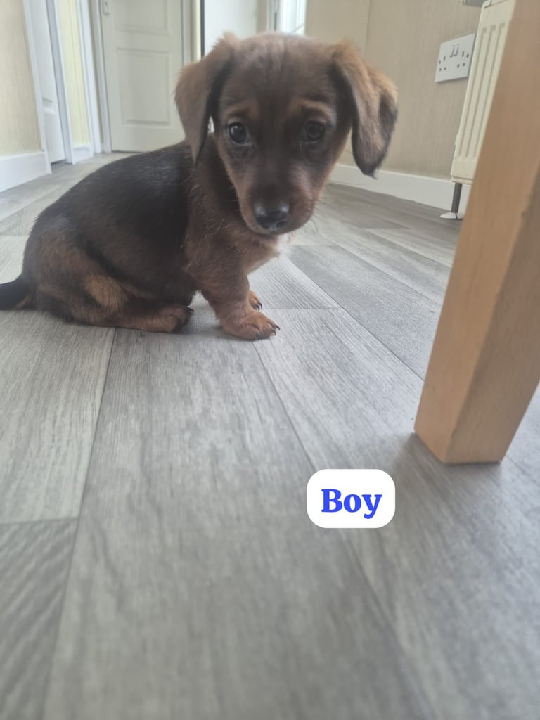 Dachshund x Jack Russell 