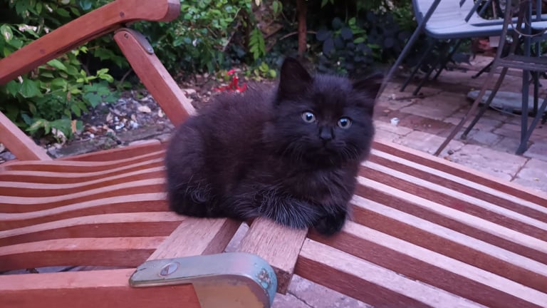 Black Fluffy Kittens... half black Persian Cross