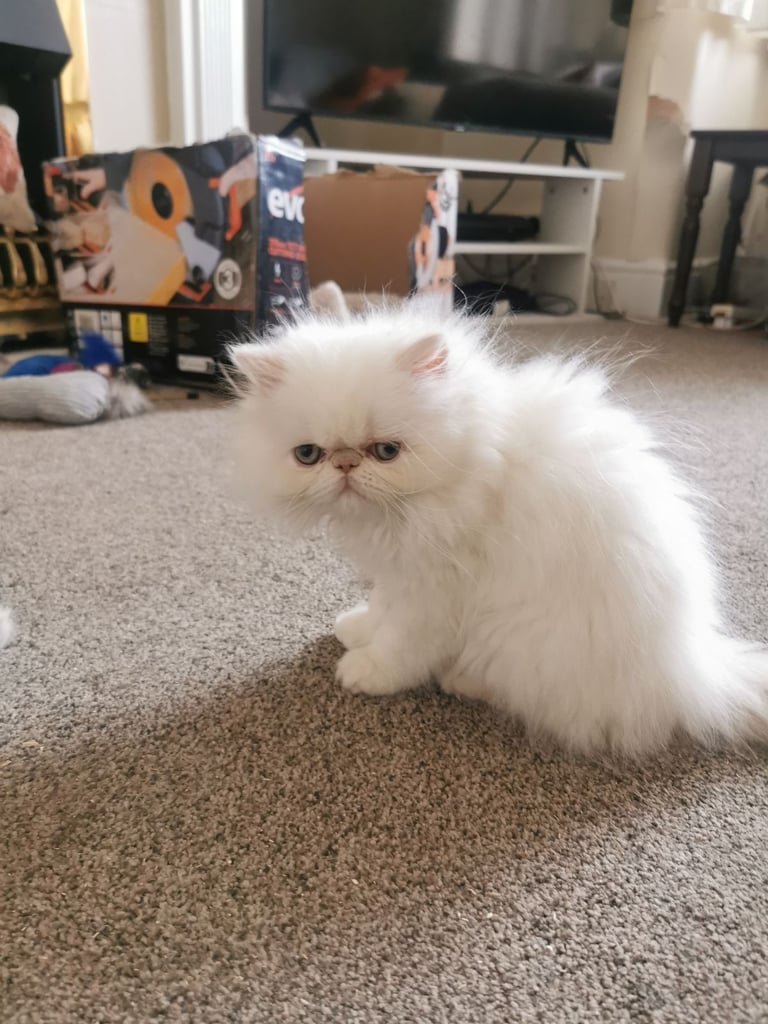 Pedigree Persian exotic longhair kitten 