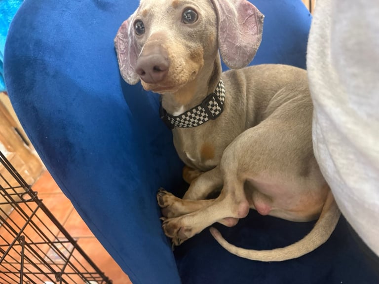 Male Miniature Dachshund Blue Tan Sausage Dog 