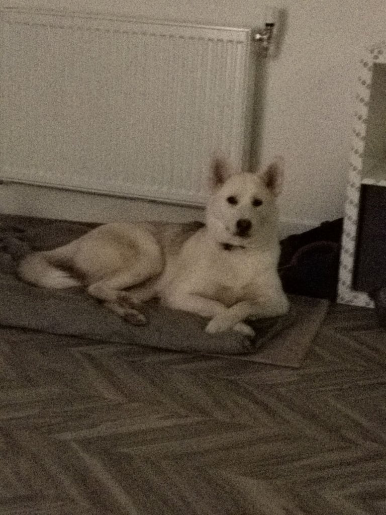 Siberian husky for sale 