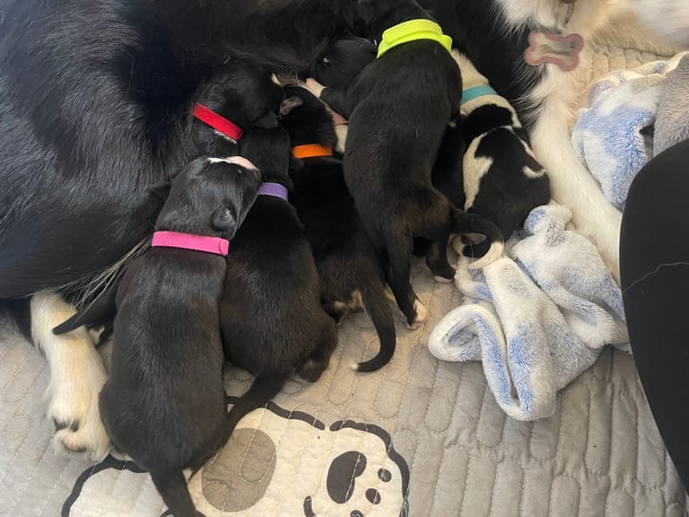 Borsky puppies !! SOLD SOLD !!