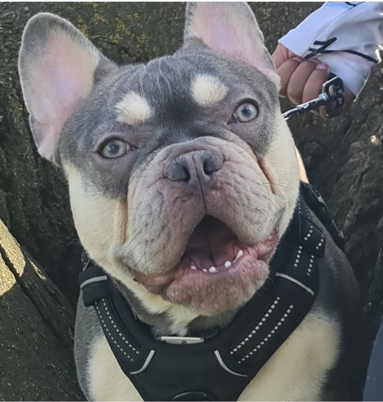 Nelly the frenchy