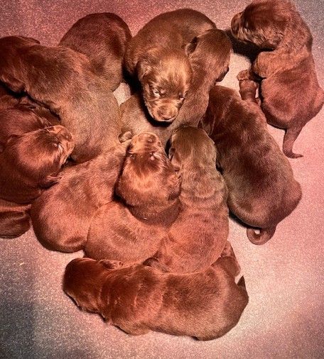 CHOCOLATE LABRADOR PUPPIES