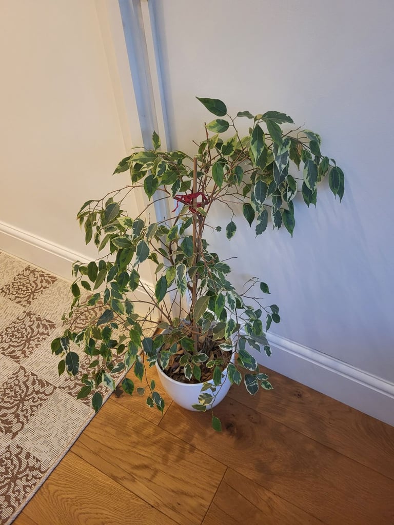Indoor plant for quick sale 